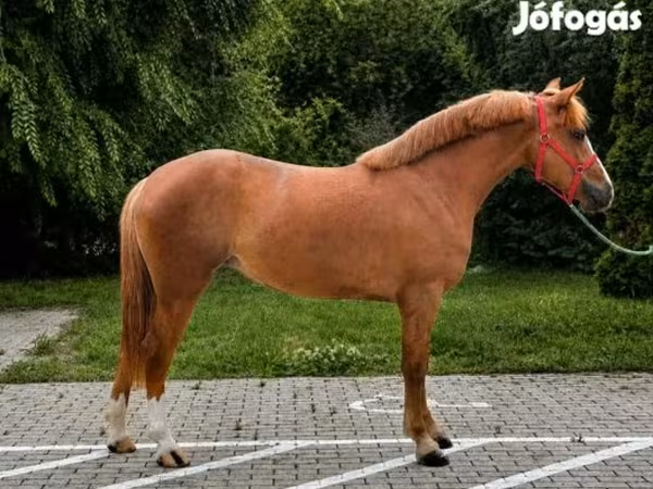 Stute, Pferde