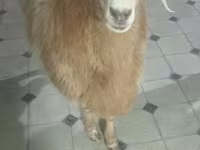أغنام (دفعة، الجنس غير محدد), Arashan sheep — الصورة 3