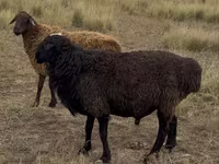 Montone, Kazakh fat-tailed coarsewool sheep — foto 2