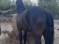 Aygʻir, Friesian — 3-rasm