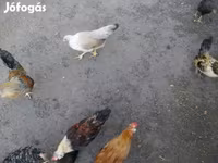 Chickens — รูปภาพ 2