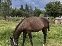 At, French Trotter — foto 2