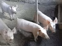 หมูป่าตัวผู้, Крупная белая — รูปภาพ 5