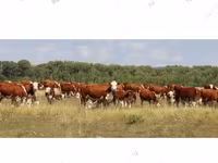 Taureau, Vache kazakhe à tête blanche — photo 3