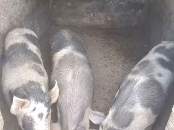 Säue, Schweine