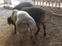 ஆண் ஆடு, ஆடுகள் — புகைப்படம் 4