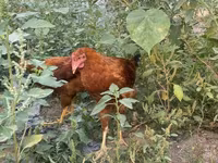 Chickens — รูปภาพ 1