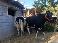 母牛, Holstein breed — 照片 2