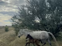 Klisna, Kazakh horse — foto 1