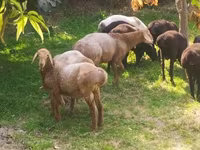 Ovce (šarže, pohlaví neuvedeno), Arashan sheep — foto 3