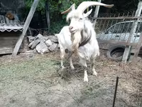 Buk, Saanen goat — foto 2