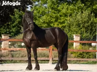 Farasi jike, Friesian — picha 1