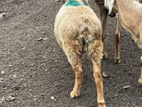 میش, Arashan sheep — عکس 1