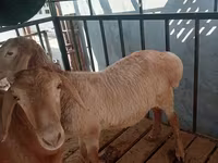 የጎትት አውራ በግ, Arashan sheep — ፎቶ 4