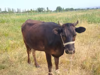 Mucca, Bovini — foto 1