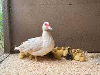 Ducks — 写真 3