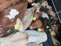 گاو و گوساله (گروه، جنسیت مشخص نشده), Simmental cattle — عکس 1