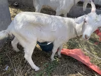 بکری, Saanen goat — تصویر 2