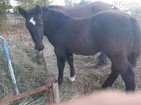 Hingst, Heste — foto 3