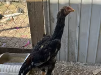 Chickens — foto 4