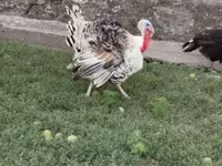 Turkeys — عکس 3