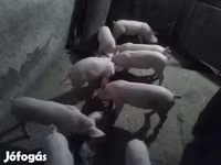 Мэгж, Крупная белая — 7 зураг