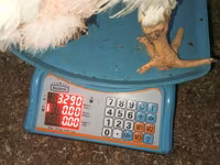 Chickens — foto 5