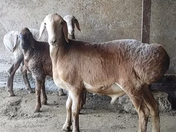 Ram, Arashan sheep — Kyrgyzstan