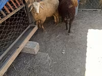 Domba (batch, jenis kelamin tidak disebutkan), Sheep — foto 5