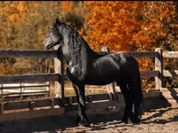 حصان, Friesian — الصورة 4
