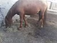 Kuda jantan, Horses — foto 3