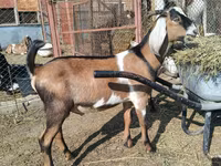 Jarac, Nubian Goat — fotografija 2