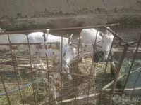 Koza, Alpine goat — foto 2