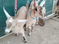 بز (گروه، جنسیت مشخص نشده), Alpine goat — عکس 1