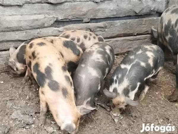 Sow, Pigs