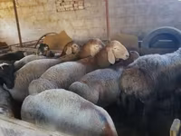 Beran, Rhon sheep — foto 2