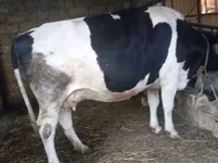 วัวตัวเมีย, Russian Black pied cattle — รูปภาพ 2