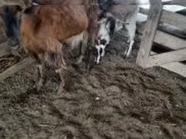 Billy Goat, Goats — Hungary