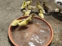 Ducks — լուսանկար 4