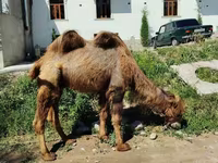 Kameel, Kamelen — foto 5