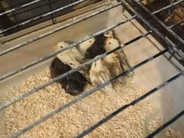 Chickens