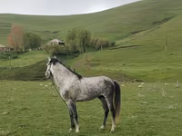 اسب نر, Azerbaijan horse — عکس 2