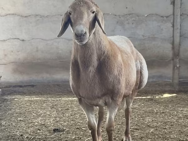 숫양, Arashan sheep