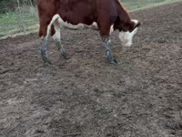 İnek, Simmental cattle — foto 2