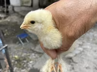 Brahma — zdjęcie 4