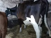Vacă, Rasa Holstein — foto 1