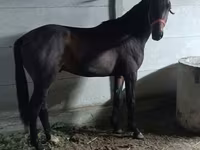 Cavallo, Cavalli — foto 4