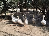 Geese — عکس 6