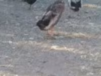 Ducks — Foto 1