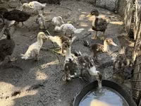 Ducks — รูปภาพ 3